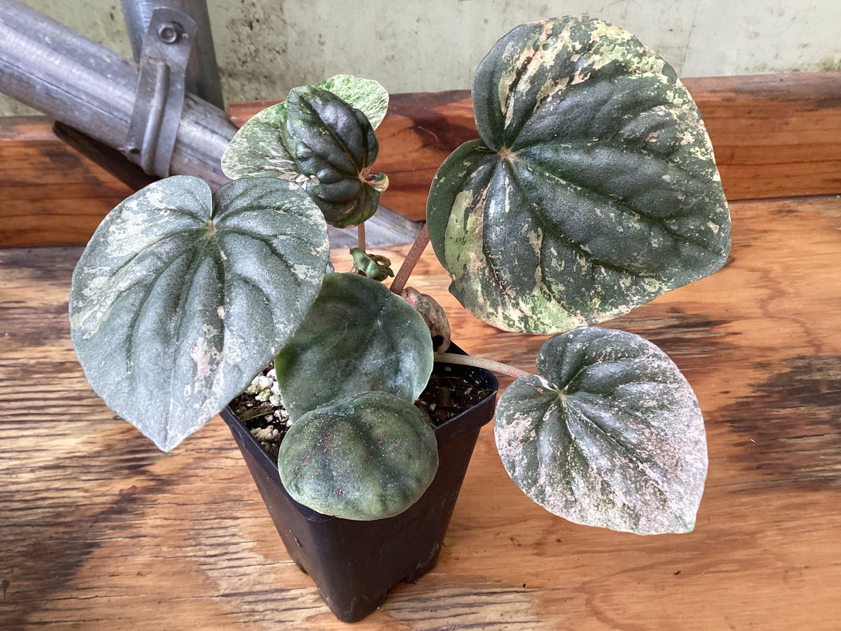Peperomia caperata ‘Pink Lady’