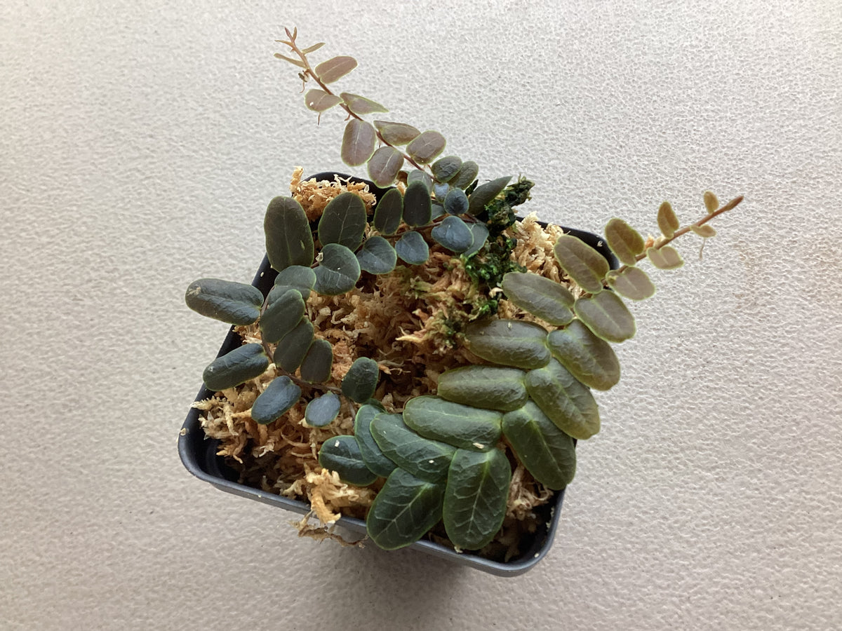 Marcgravia sp. ‘Mendez’