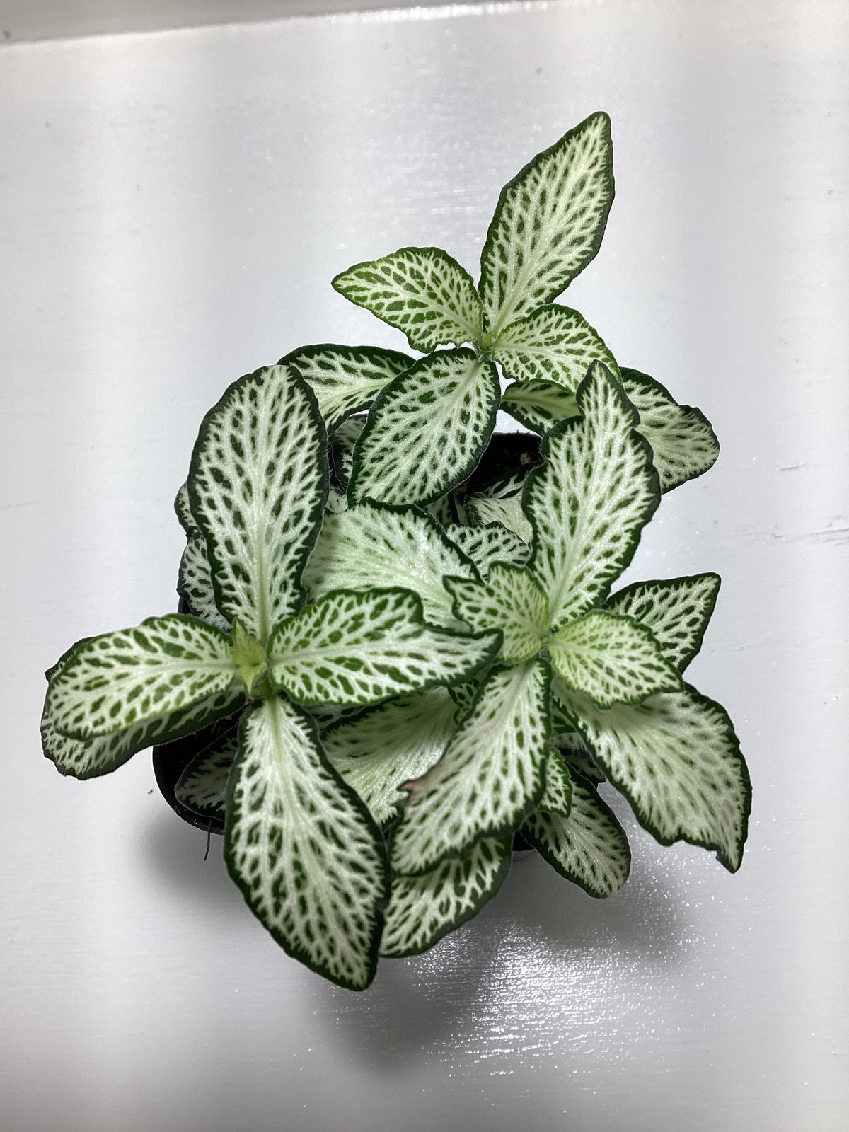 White Fittonia verschaffeltii ‘Lovers’