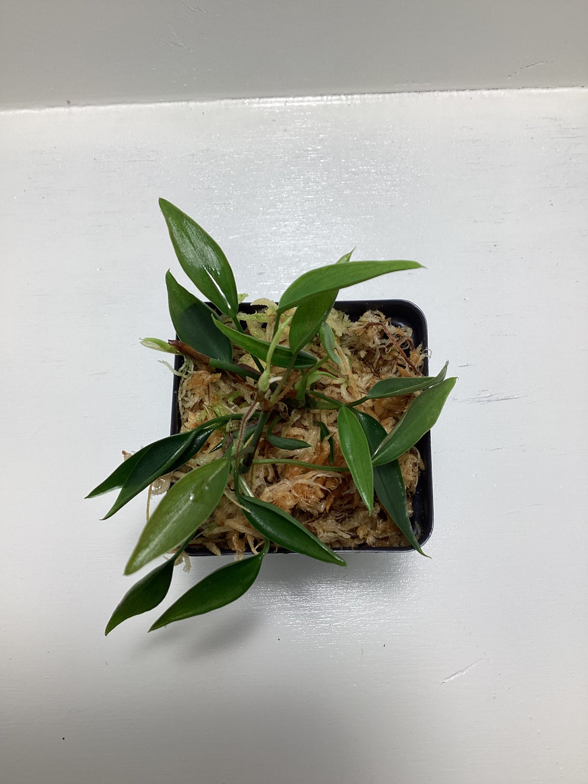 Philodendron ‘Mini Midget’