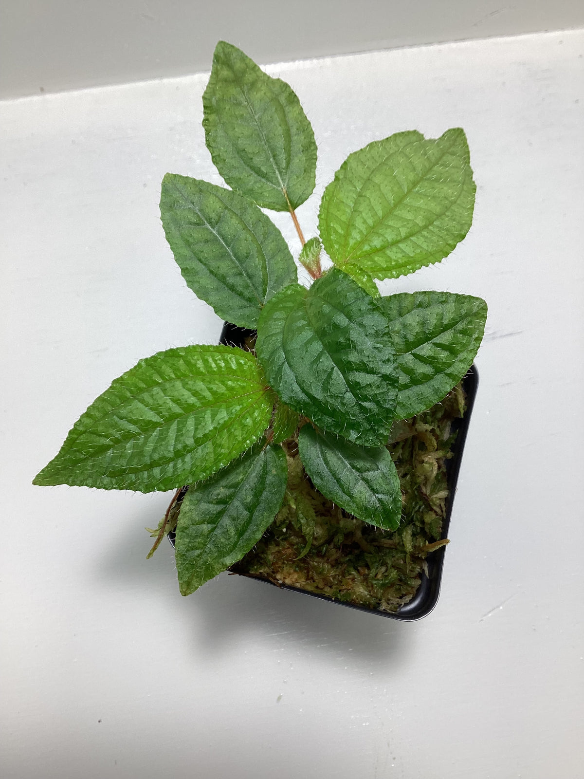 Triolena sodoroi sp. Ecuador