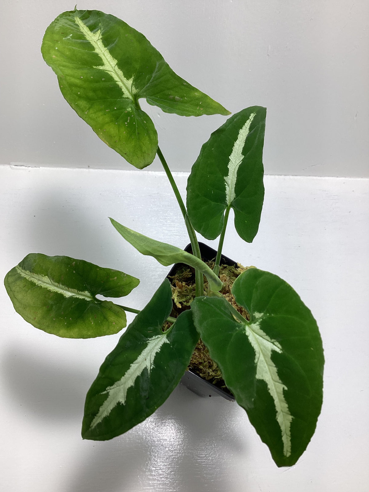 Syngonium wendlandii
