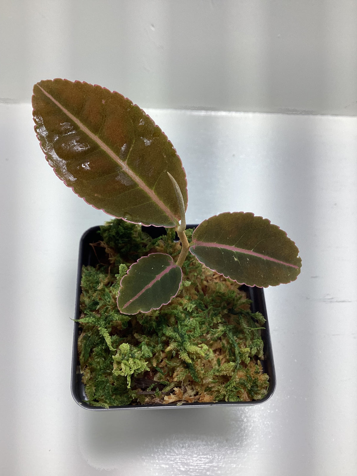 Labisia pumila ‘Pink’