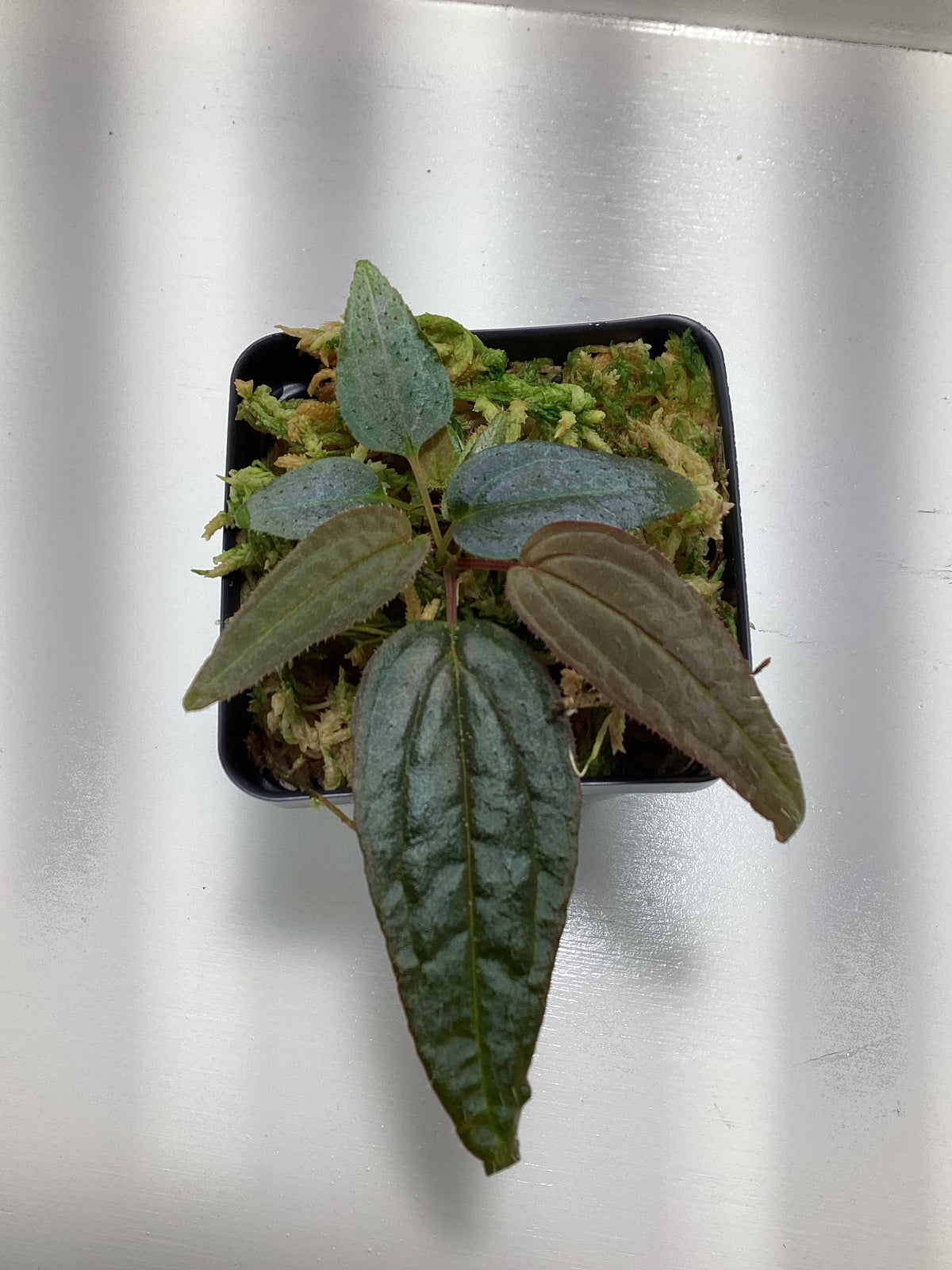 Monolena sp. ‘Ecuador’