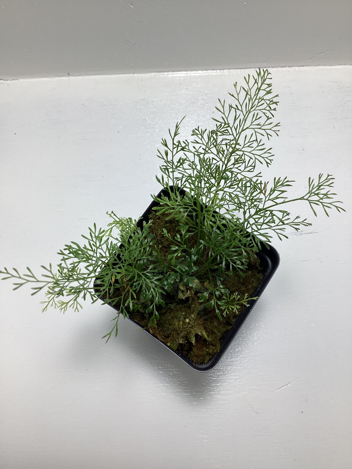 Asplenium 'Threadleaf' Ecuador