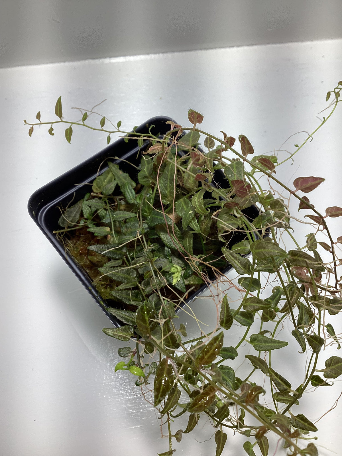 Solanum evolvifolium