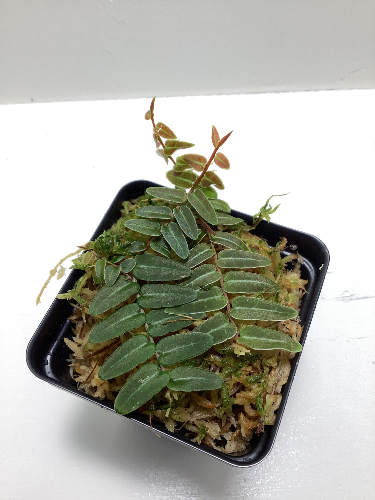 Marcgravia ‘Red umbellata’