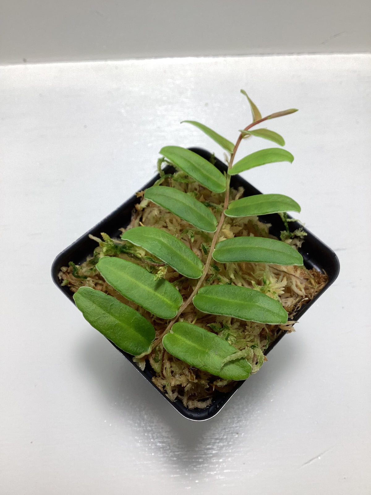 Marcgravia ‘White Seam’