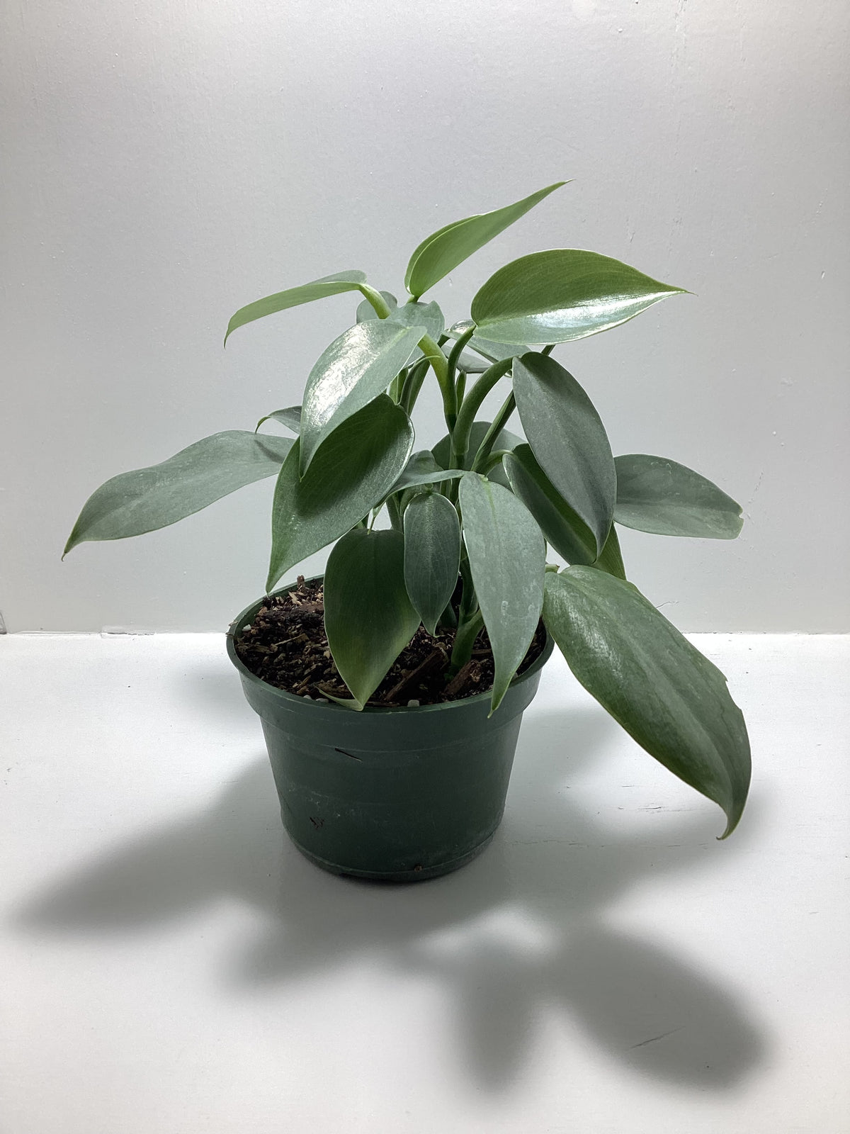 Philodendron hastatum ‘Silver Sword’