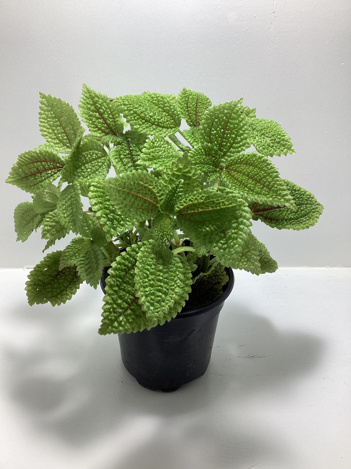Pilea mollis - Pilea “Moon Valley” - 4 inch