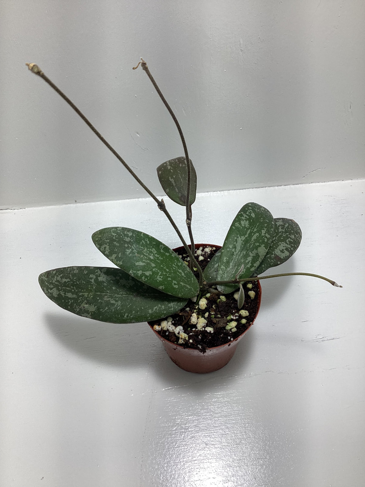 Hoya Sigillatis ‘Silver’