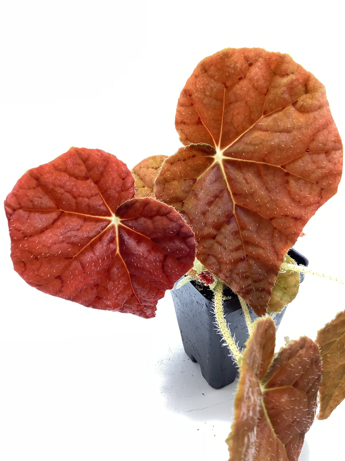 Begonia ‘Autumn Embers’