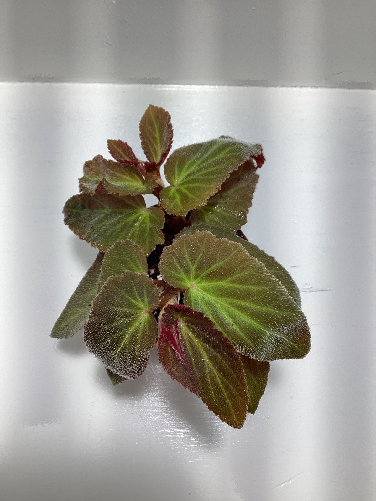 Begonia withlacoochee