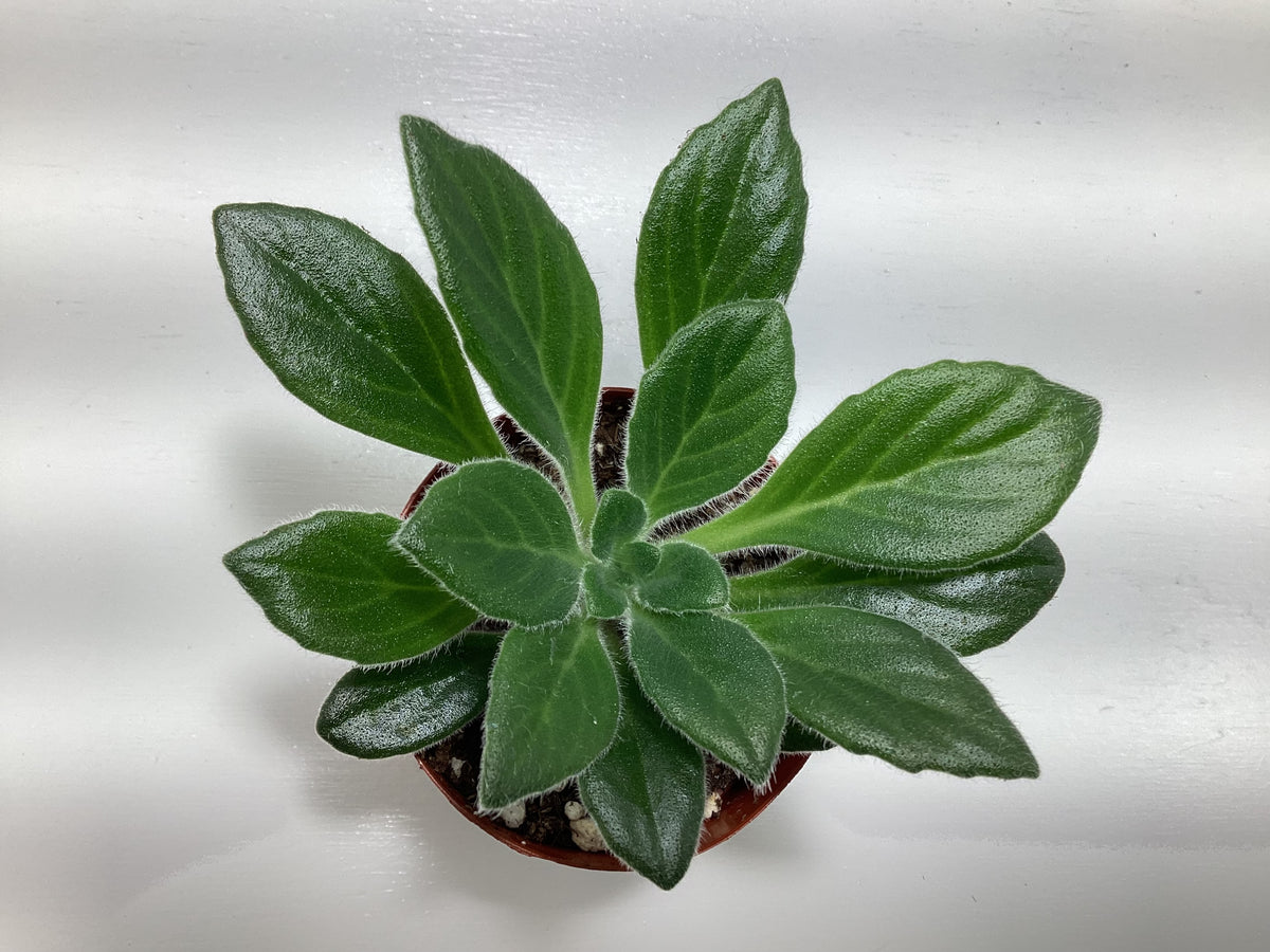 Primulina longganensis - Asian Violet - Chirita