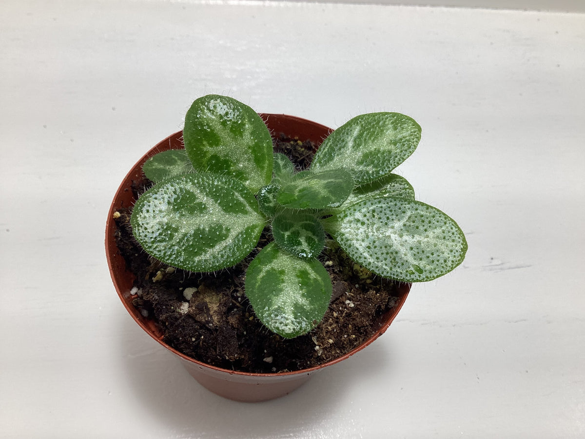 Primulina sinovietnamica