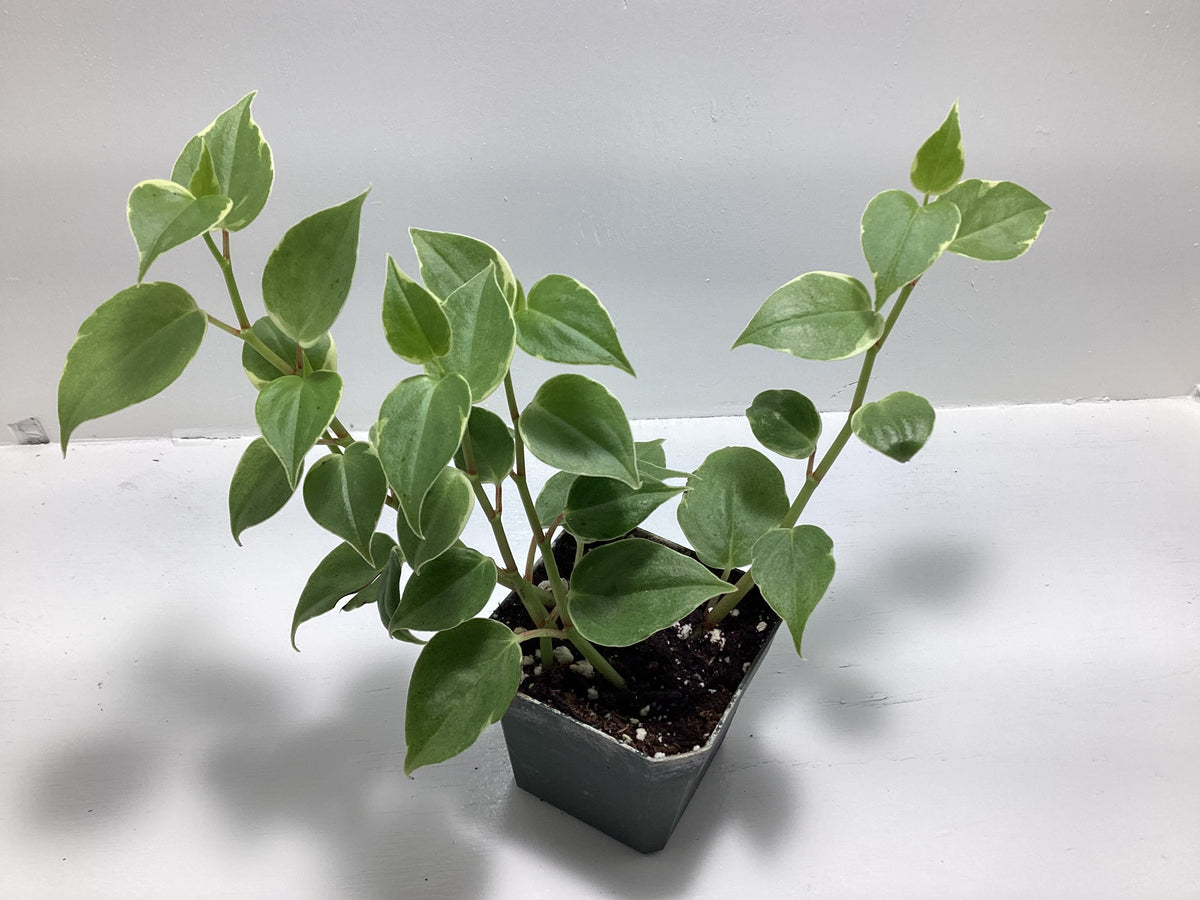 Peperomia Scandens variegated - trailing houseplant
