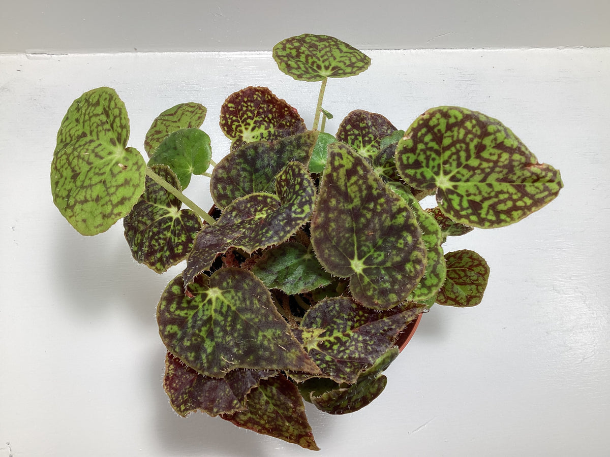 Begonia ‘Aces High’ - 4 inch pot