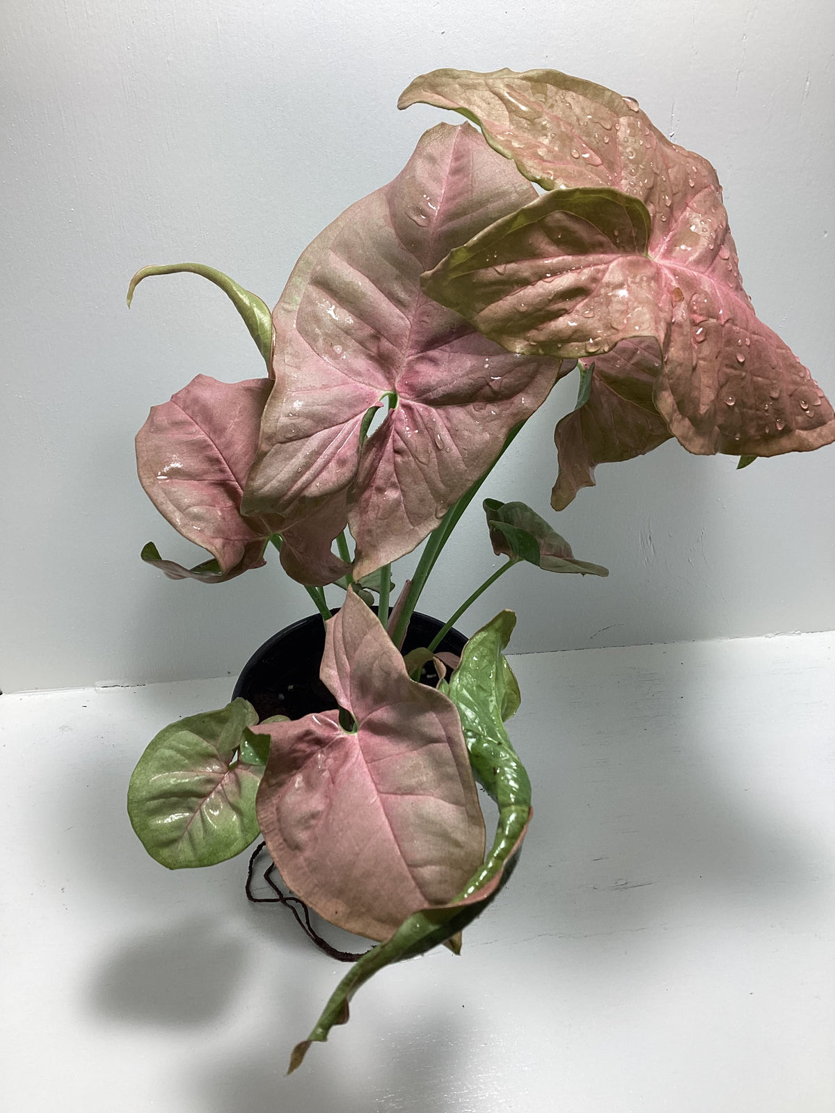Syngonium ‘Neon Robusta’ - Arrowhead Plant