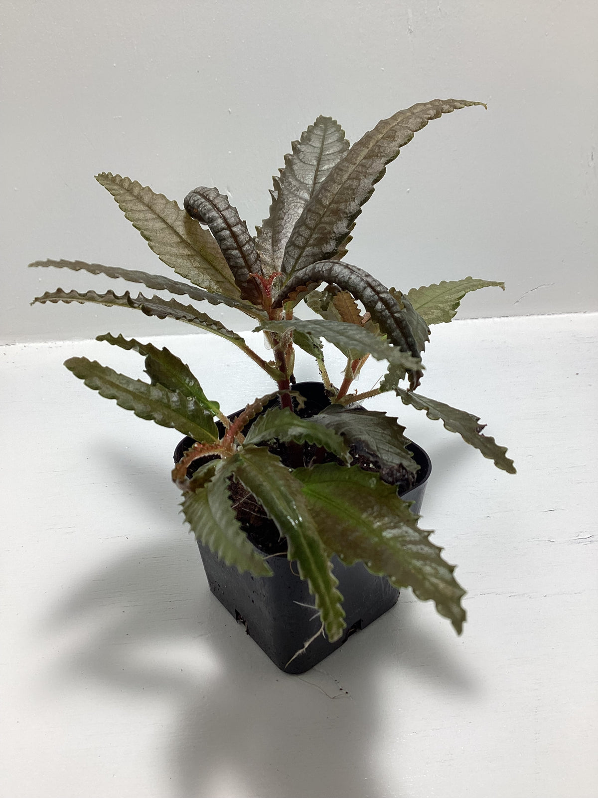 Pilea hitchcockii ‘Dark Mystery’