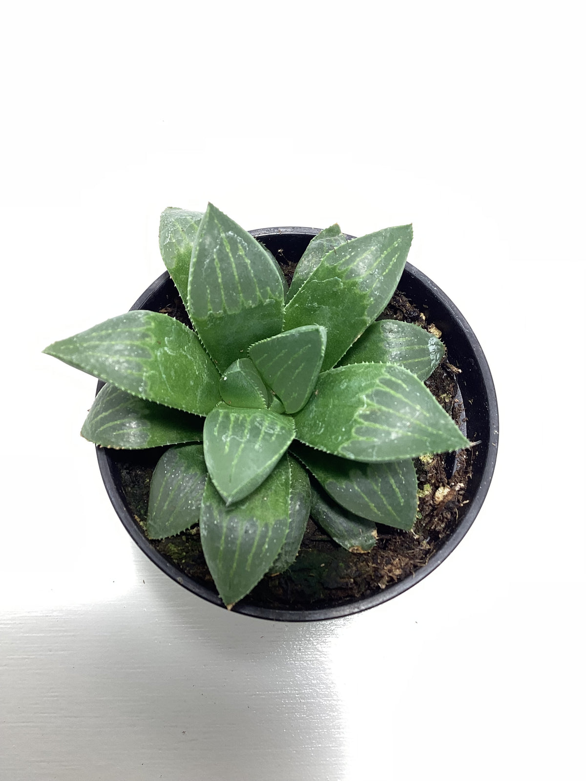 Haworthia retusa - succulent