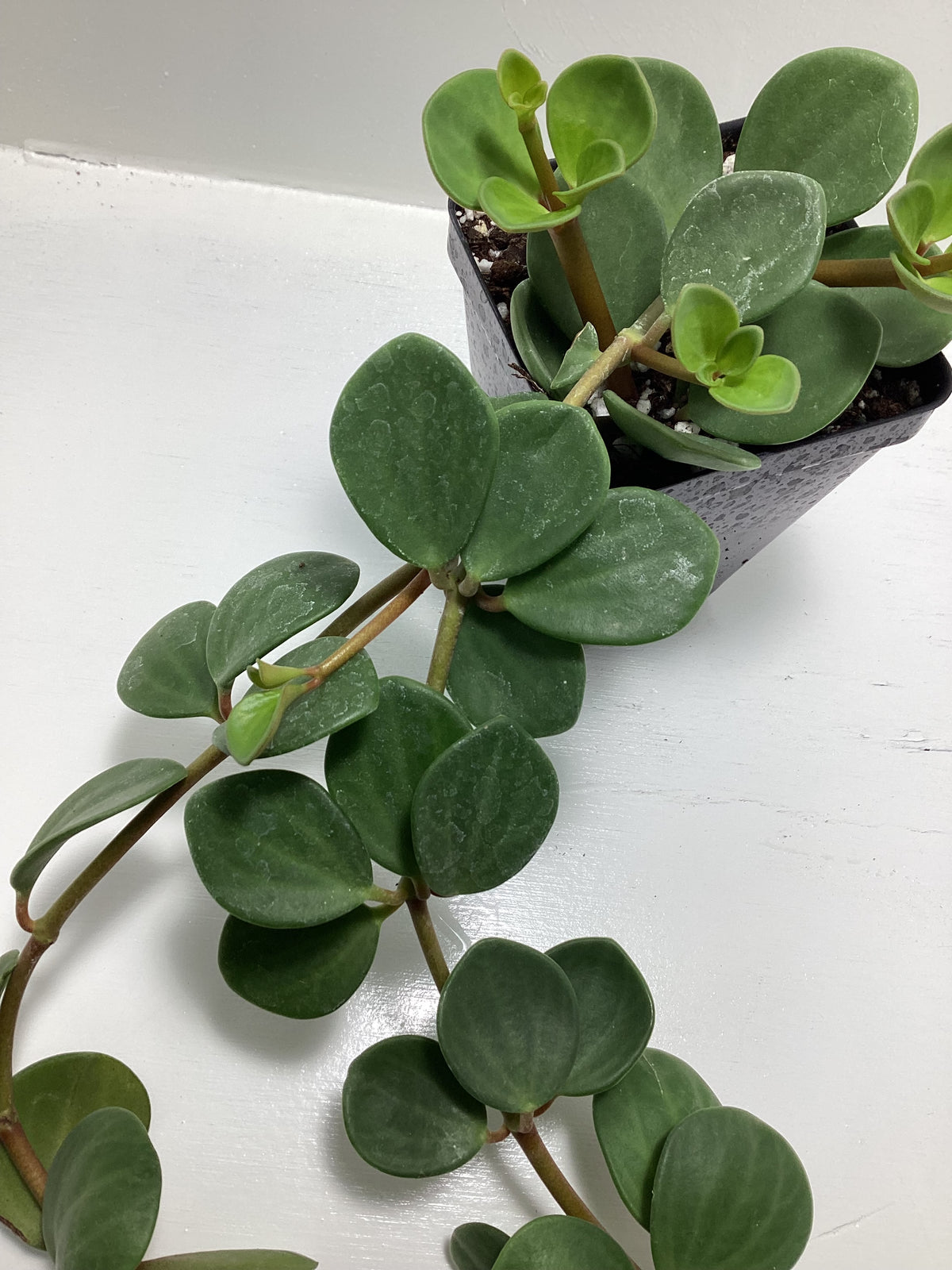 Peperomia tetraphylla aka ‘Hope’