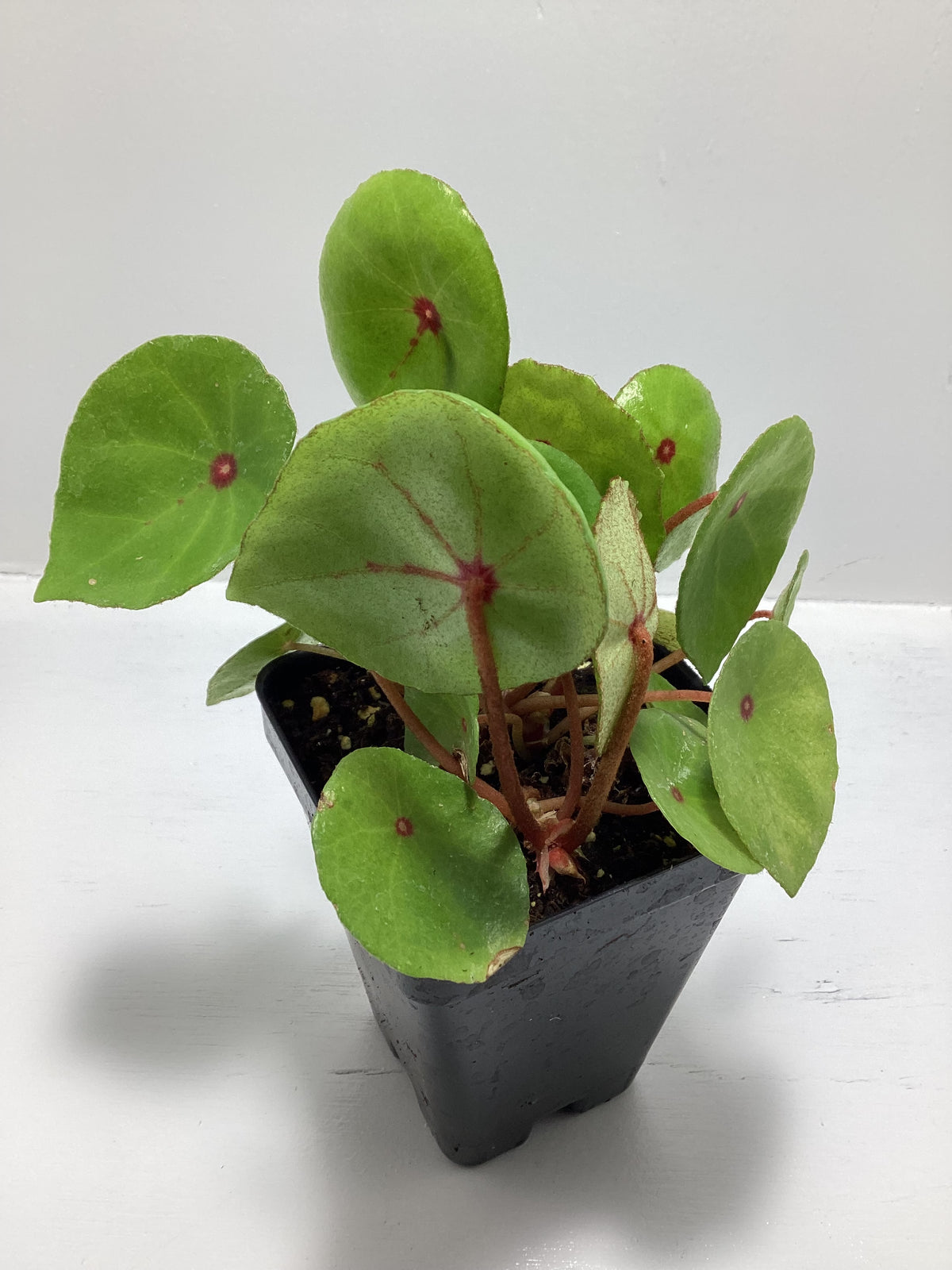 Begonia conchifolia