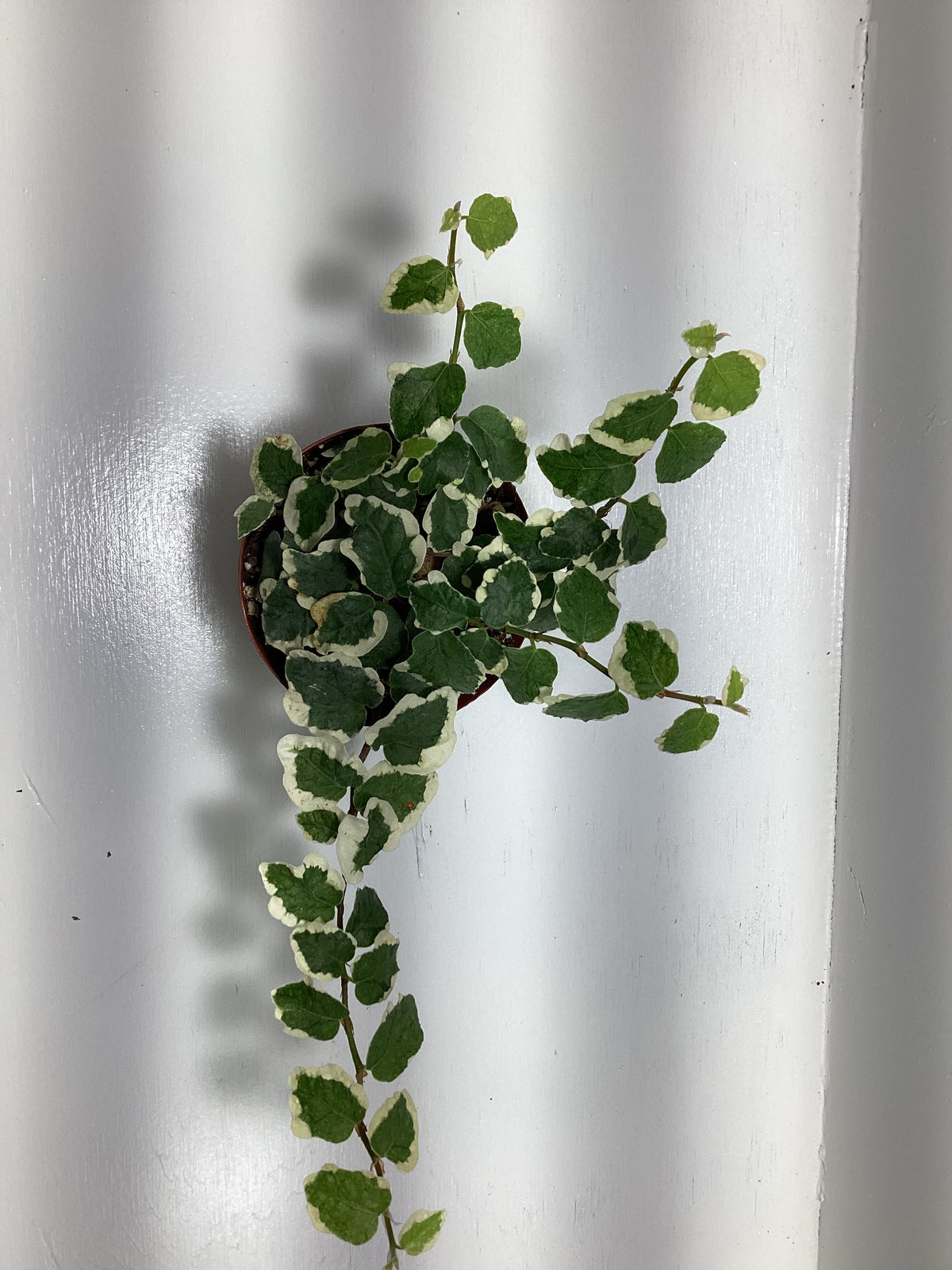 Ficus pumila variegata - Miniature variegated creeping fig