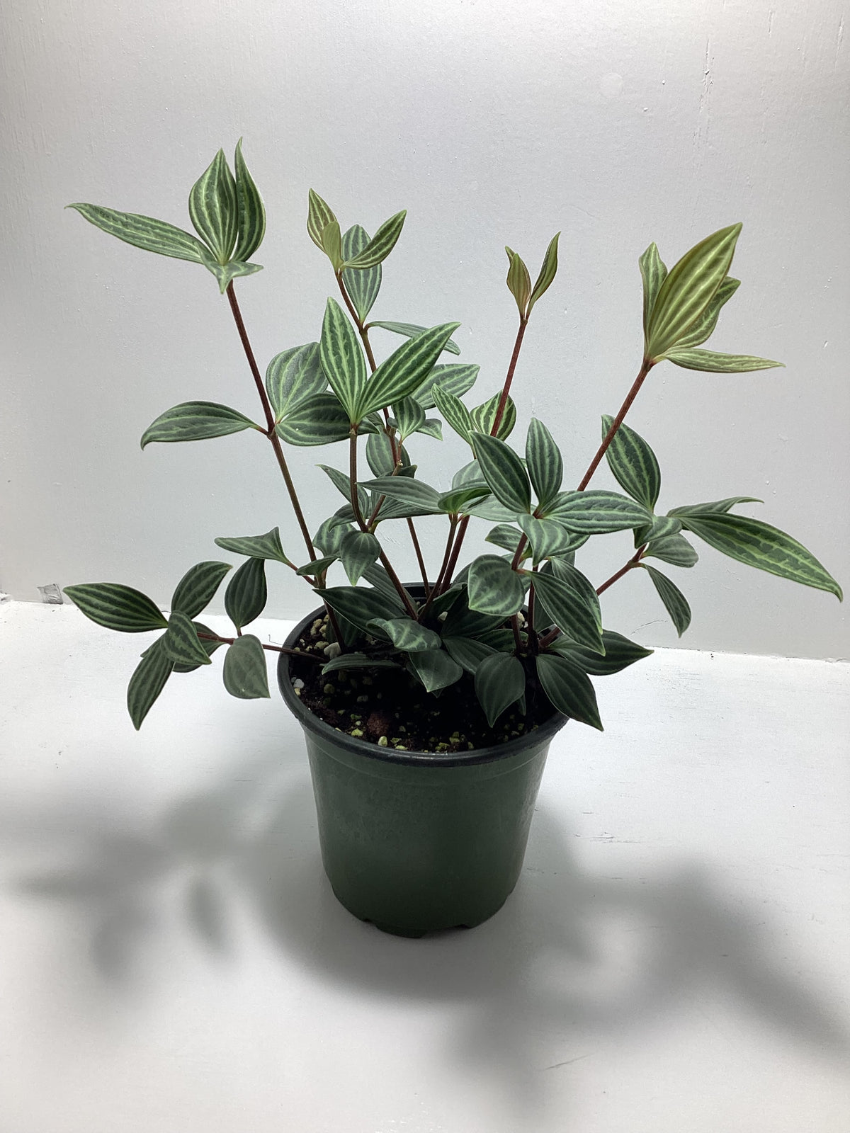 Peperomia Puteolata - 4 inch pot