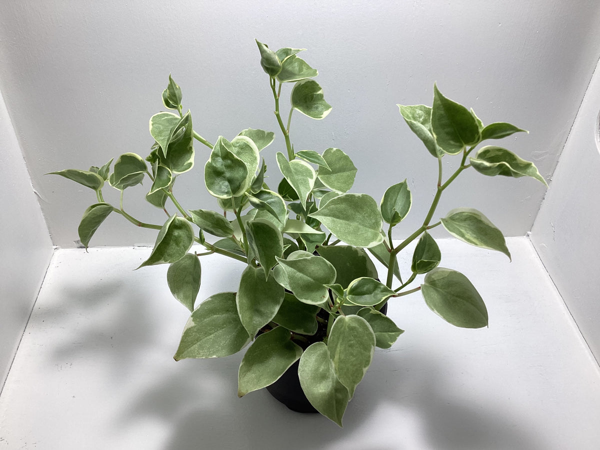 Peperomia Scandens variegated - 4 inch pot