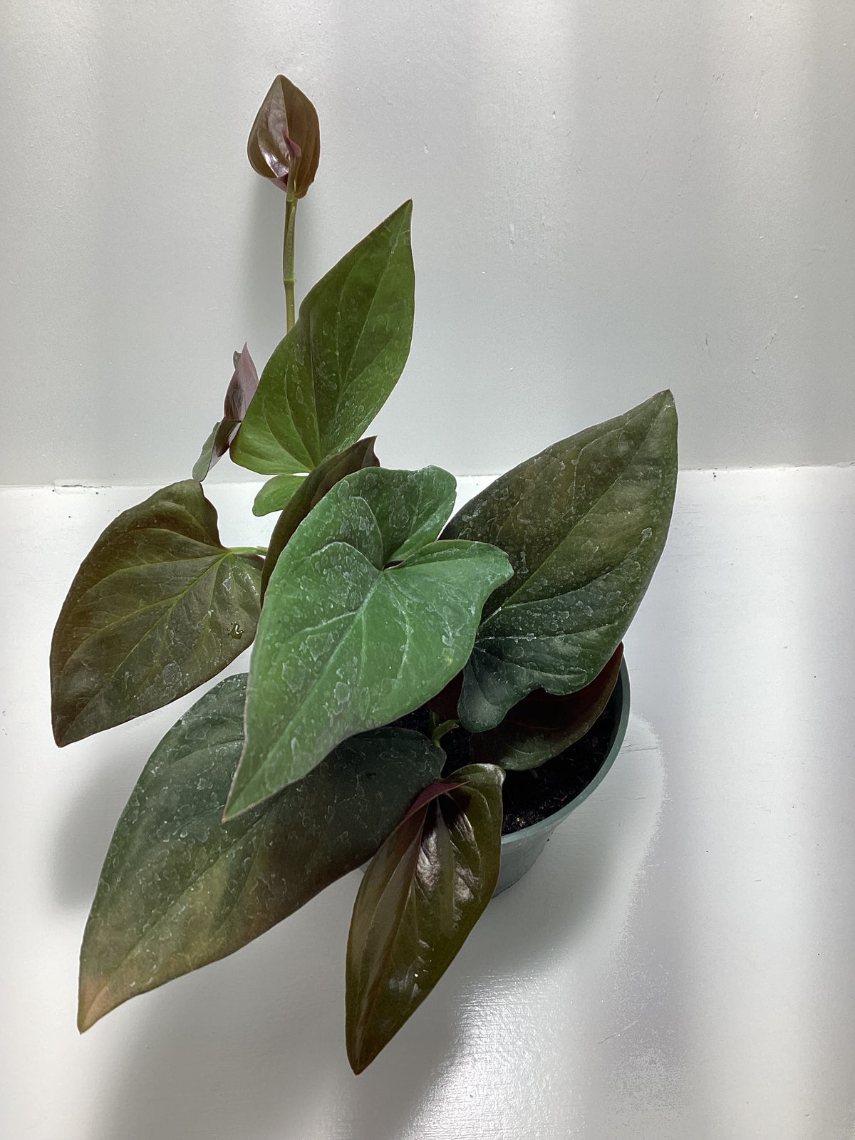 Syngonium erythrophyllum ‘Red Arrow’ - Arrowhead Plant