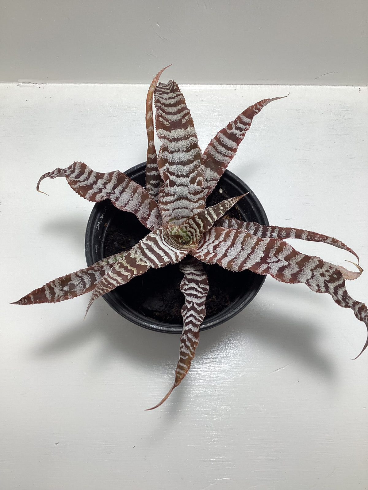Cryptanthus ‘Absolute Zero’