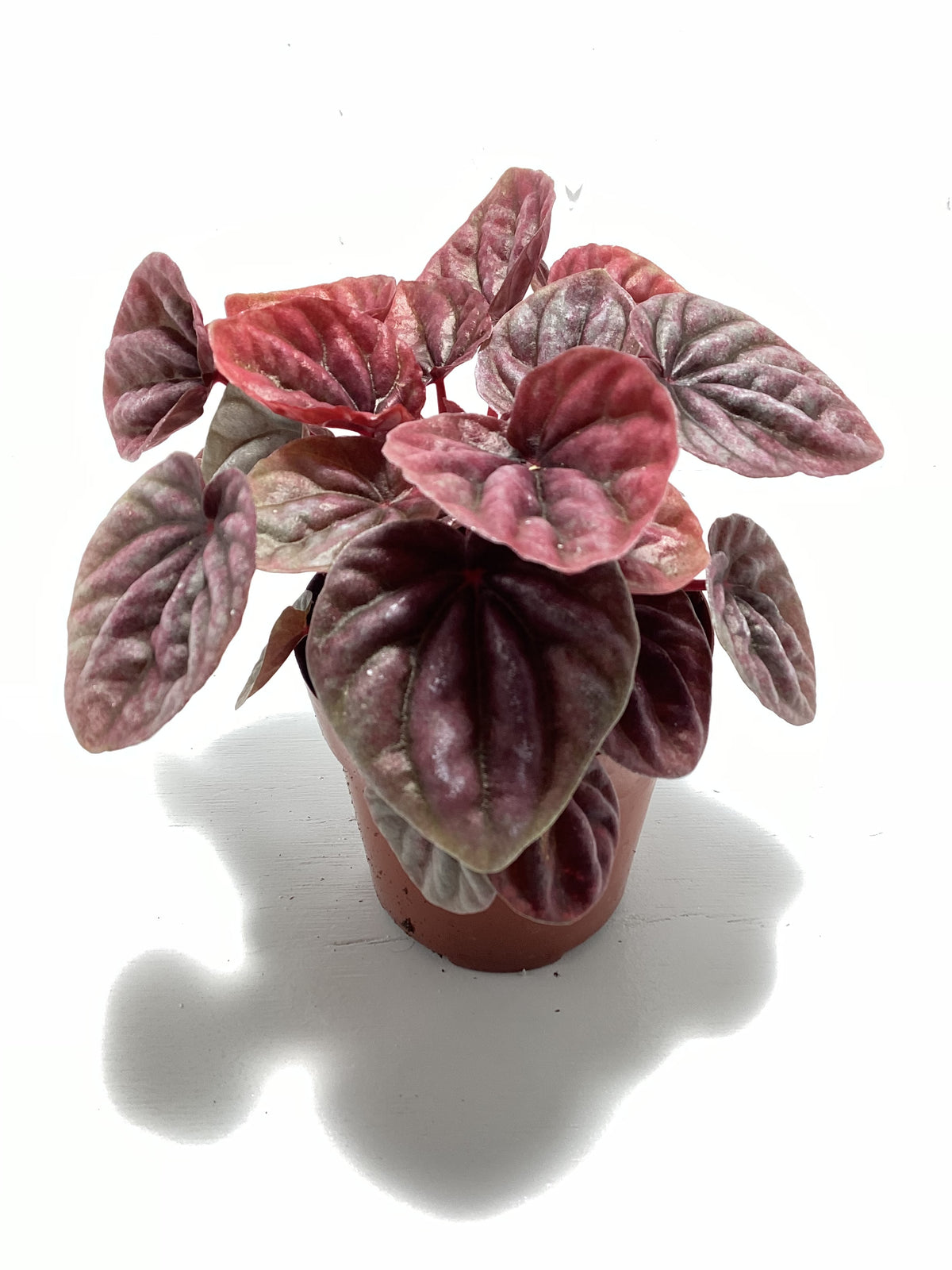 Peperomia caperata ‘Schumi Red’