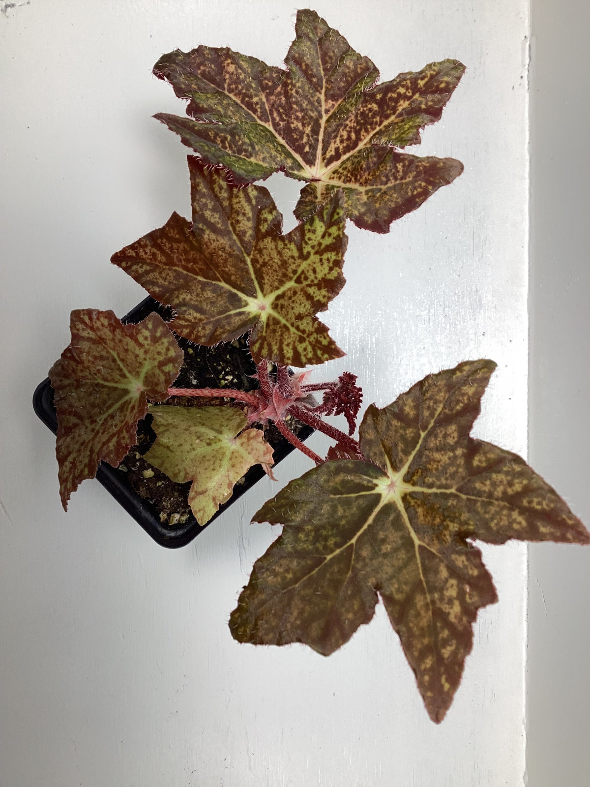 Begonia ‘Little Beaver’
