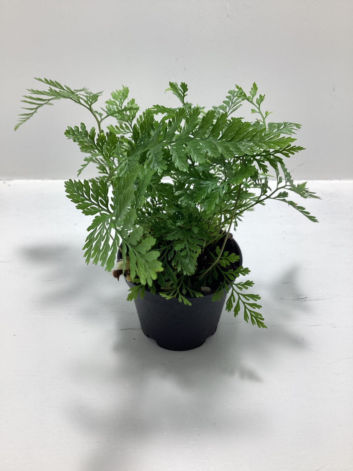 Korean Rock Fern - Polysticichum tsus-simense