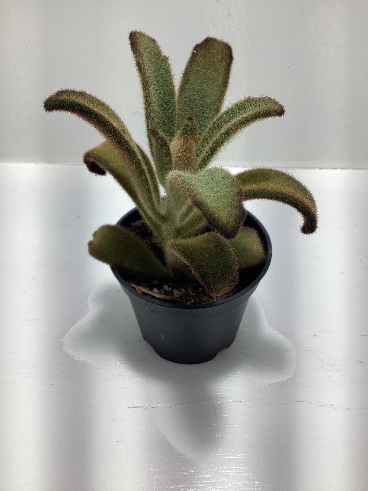 Kalanchoe tomentosa ‘Chocolate Soldier’