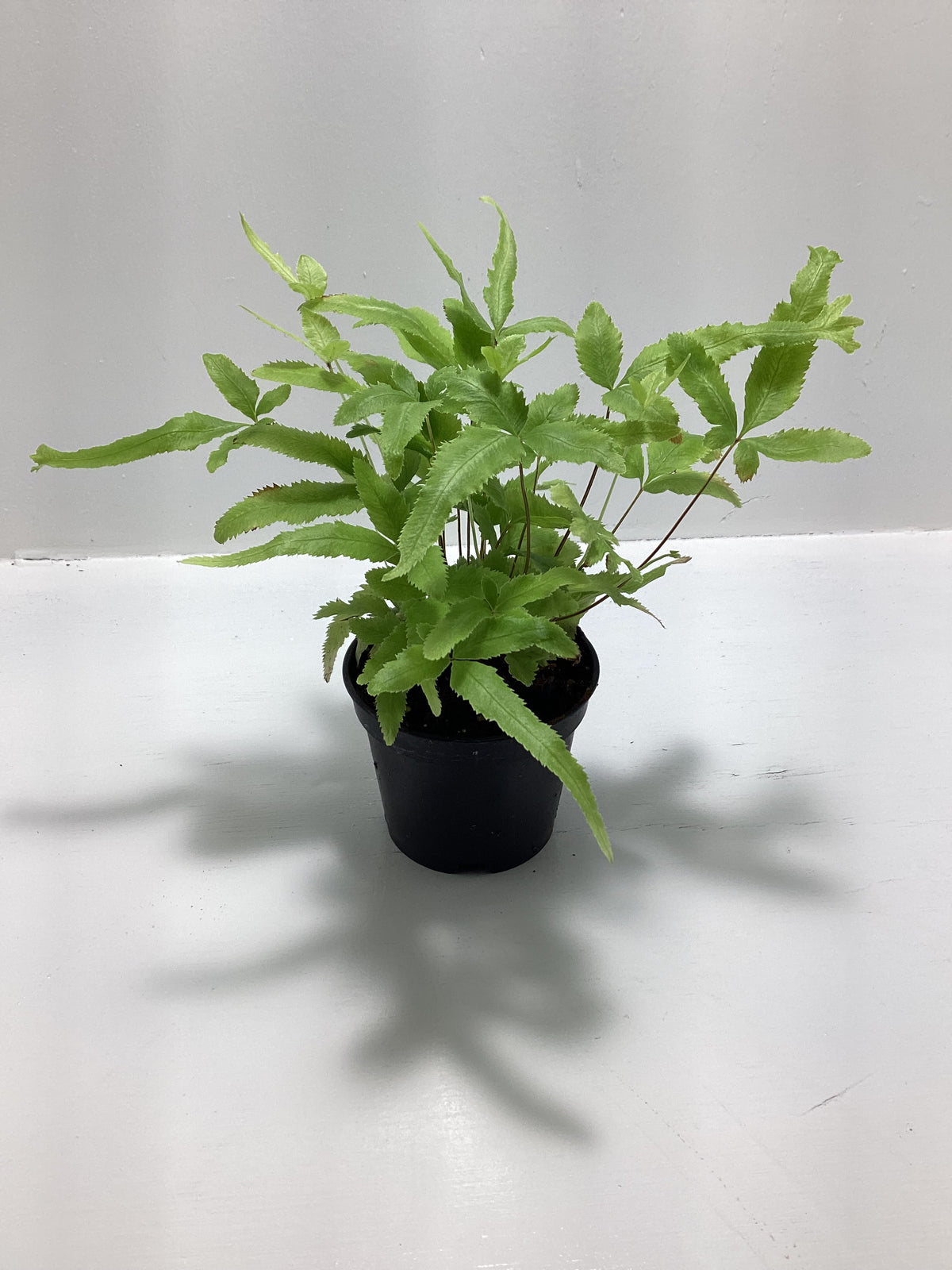 Pteris cretica ‘Mayi’ - “Brake fern”