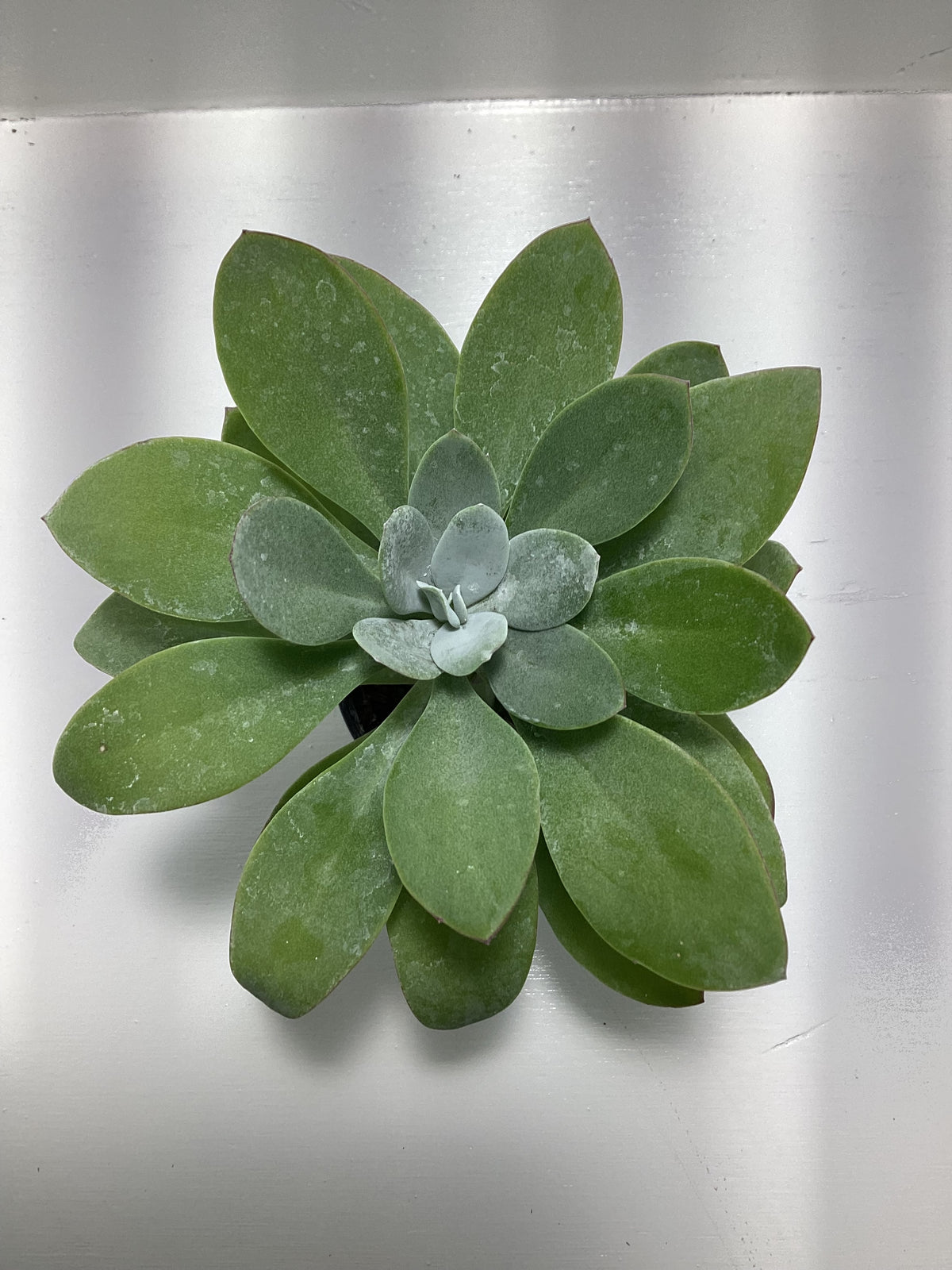 Senecio cephalophorus ‘Mountain Fire’