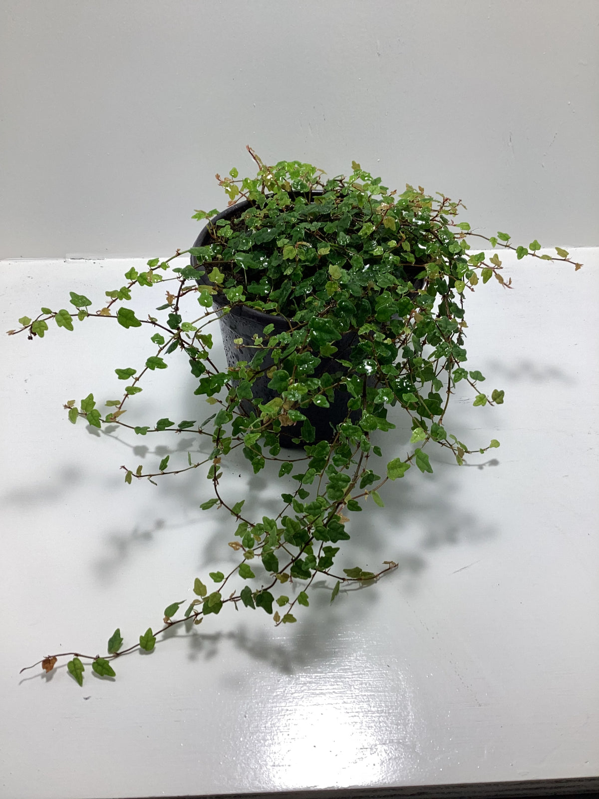 Ficus pumila Quercifolia aka “String of Frogs” - 4 inch pot