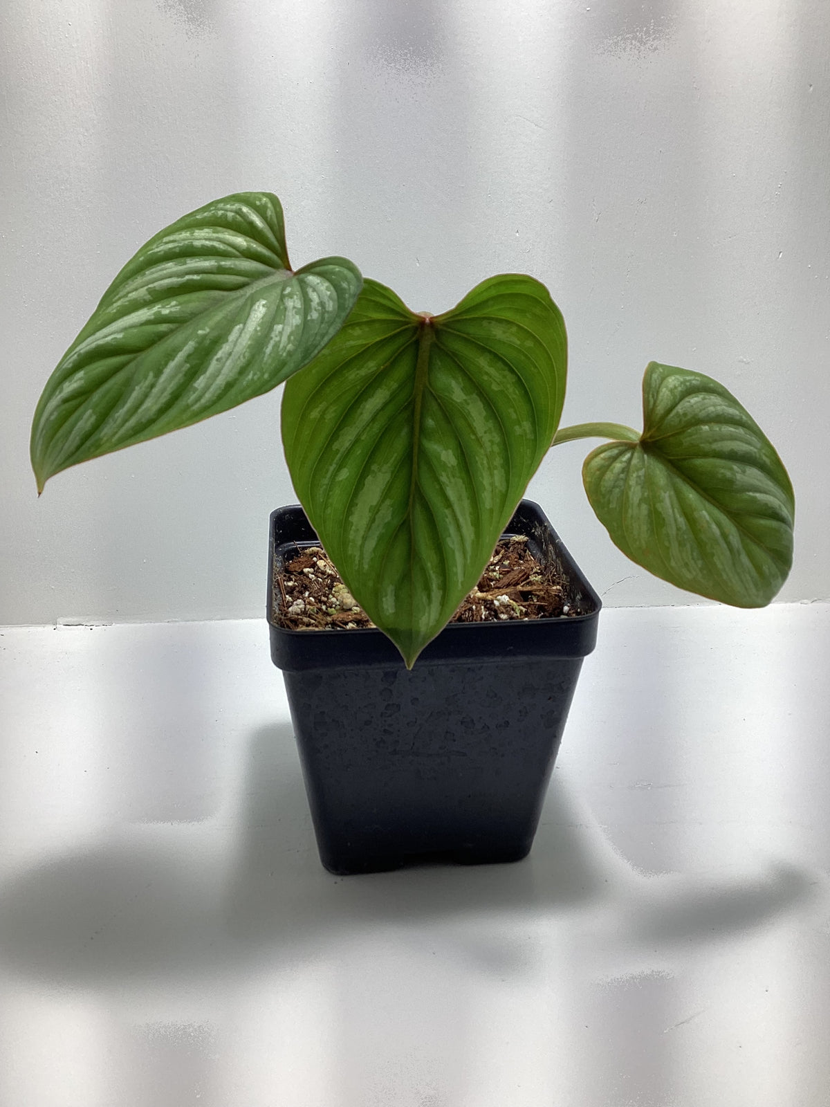 Philodendron mamei