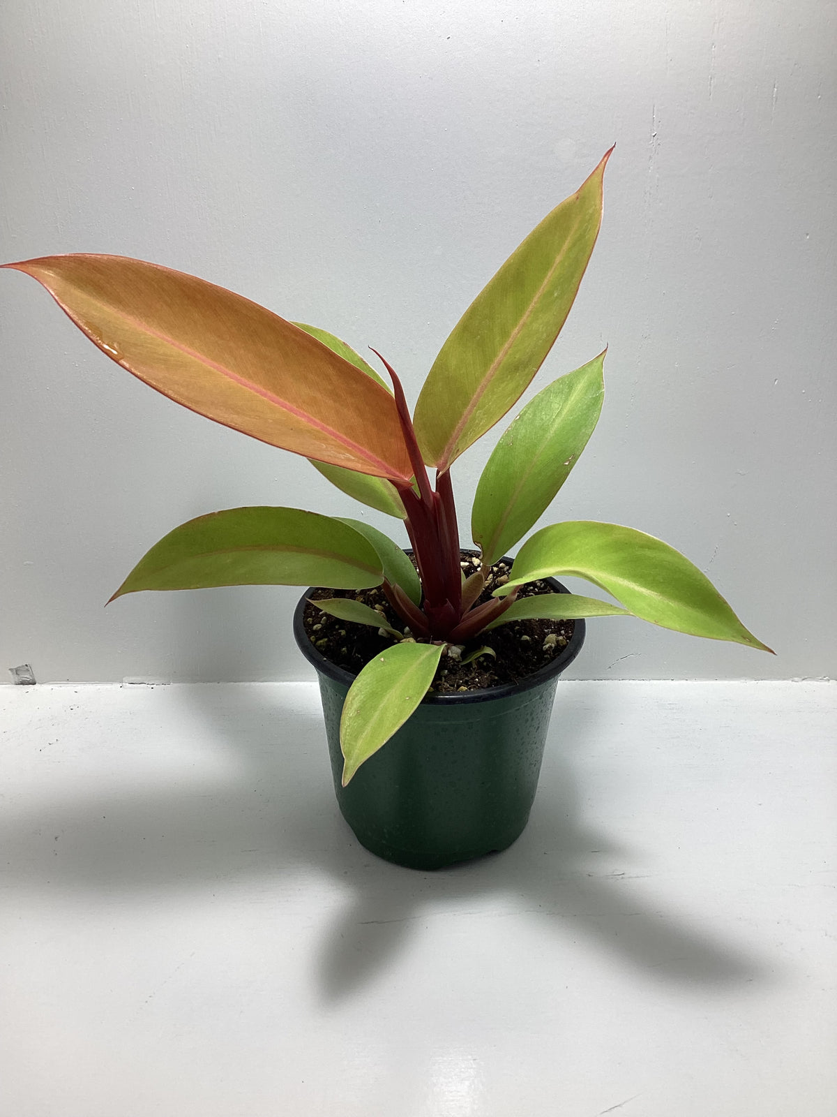Philodendron ‘Prince of Orange’