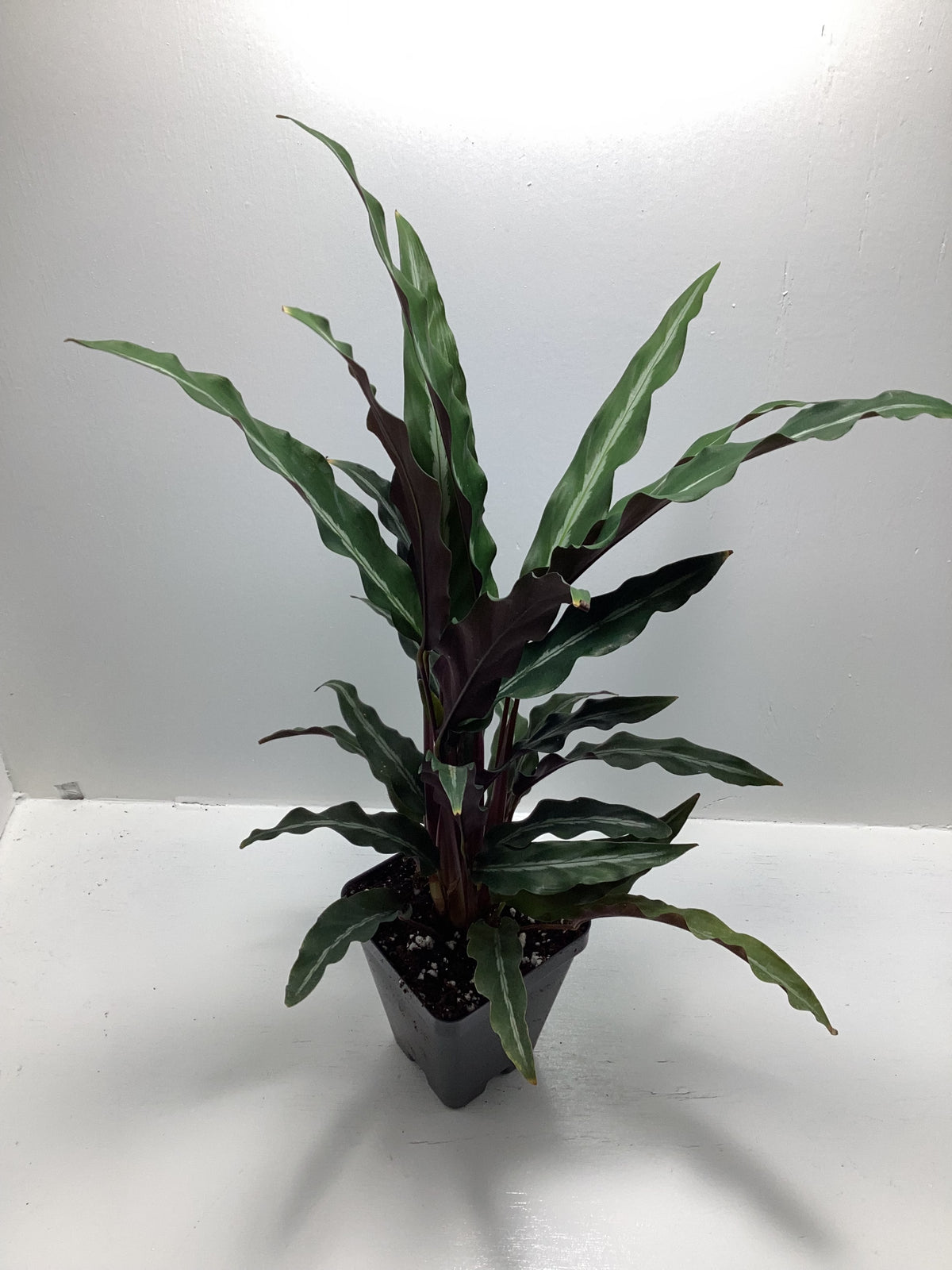 Calathea micans narrow