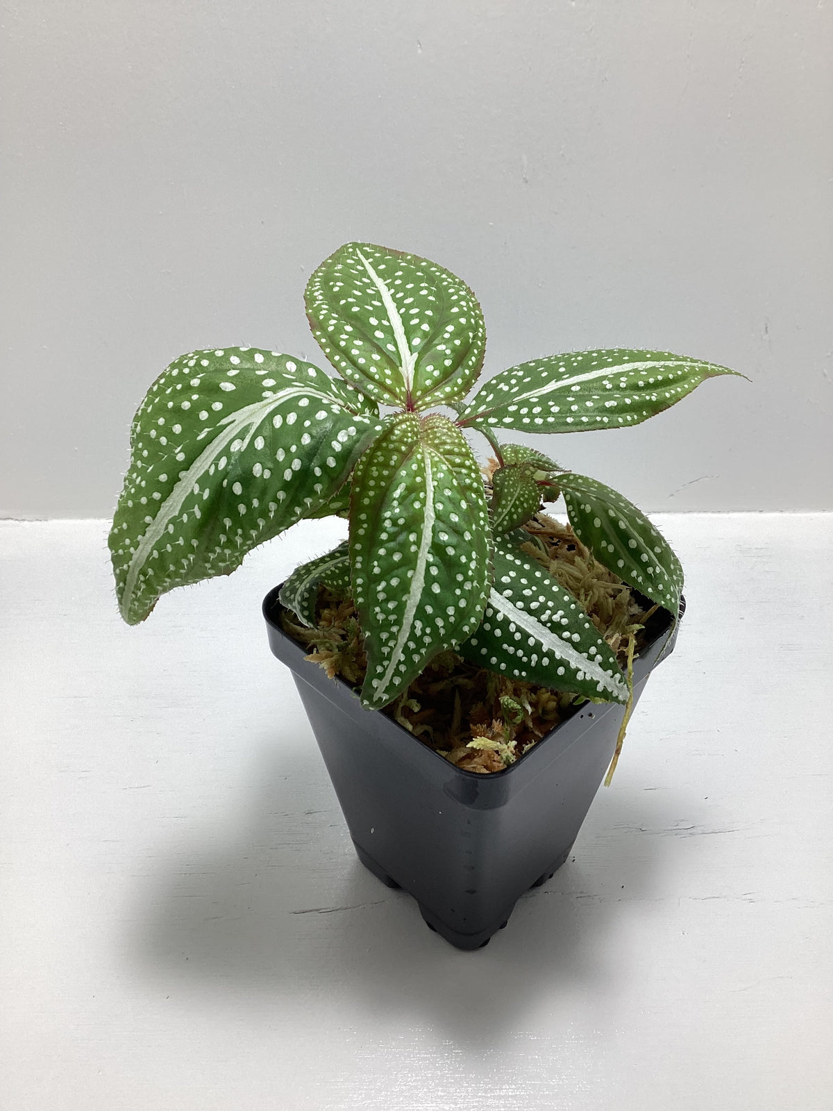 Sonerila ‘Green Spotted’ aka “Super Spot”