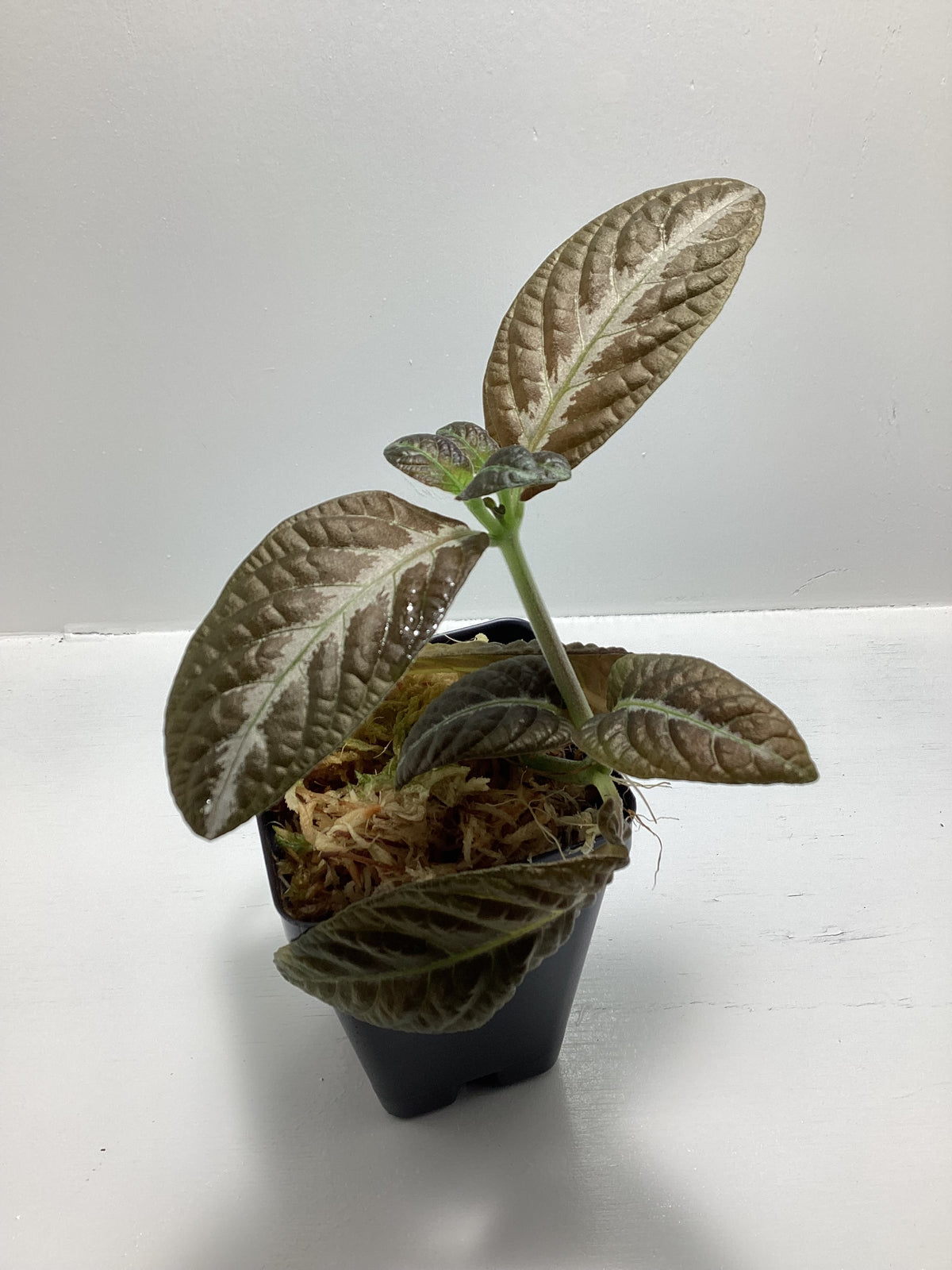 Chamaeranthemum igneum