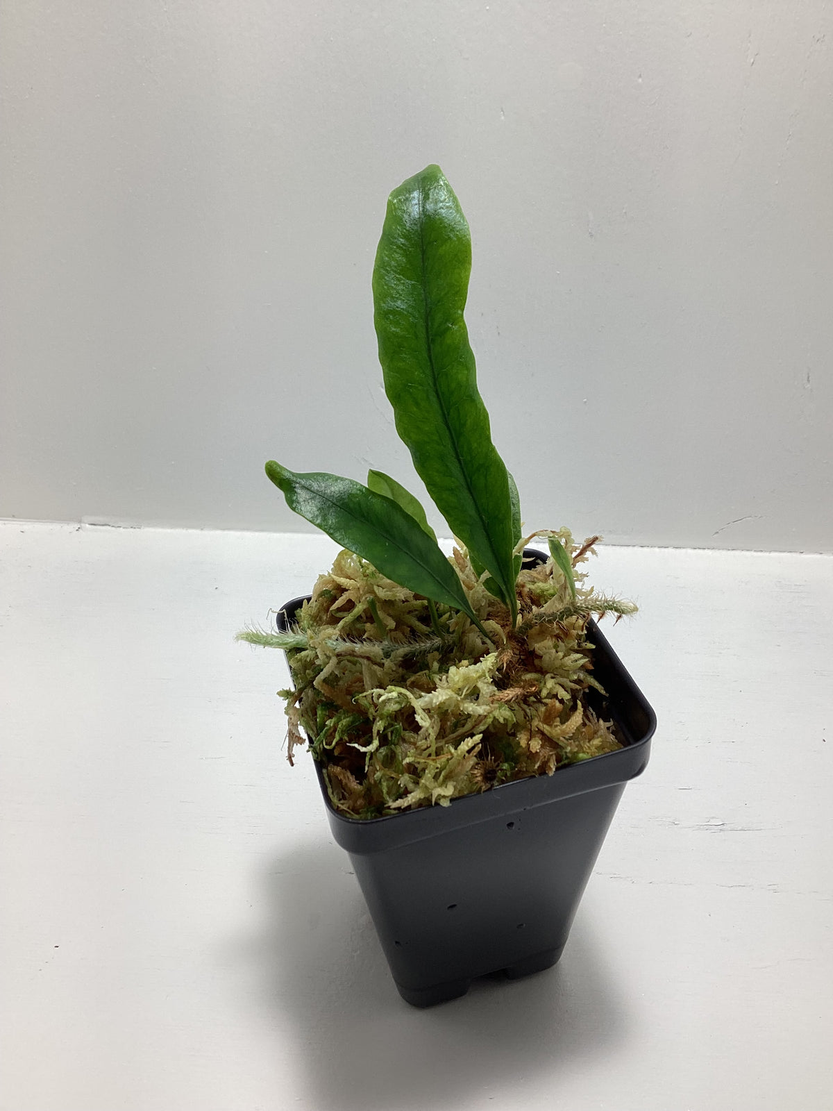 Microgramma nitida