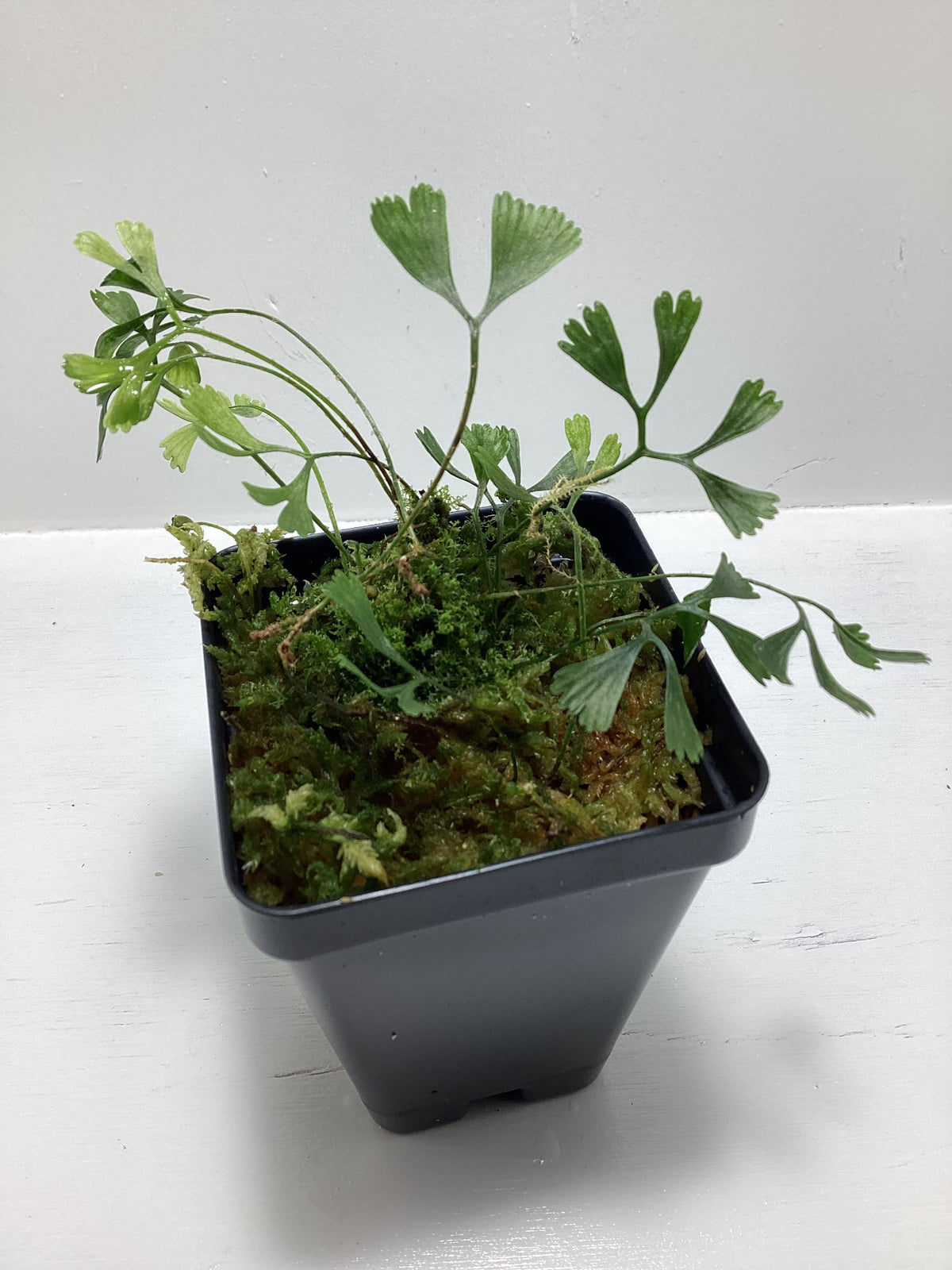 Elaphoglossum trilobate
