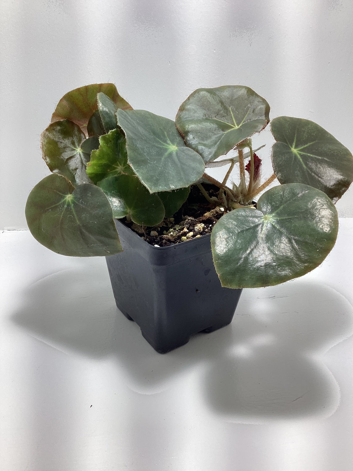 Begonia ‘Erythrophylla’ - “Beef Steak”