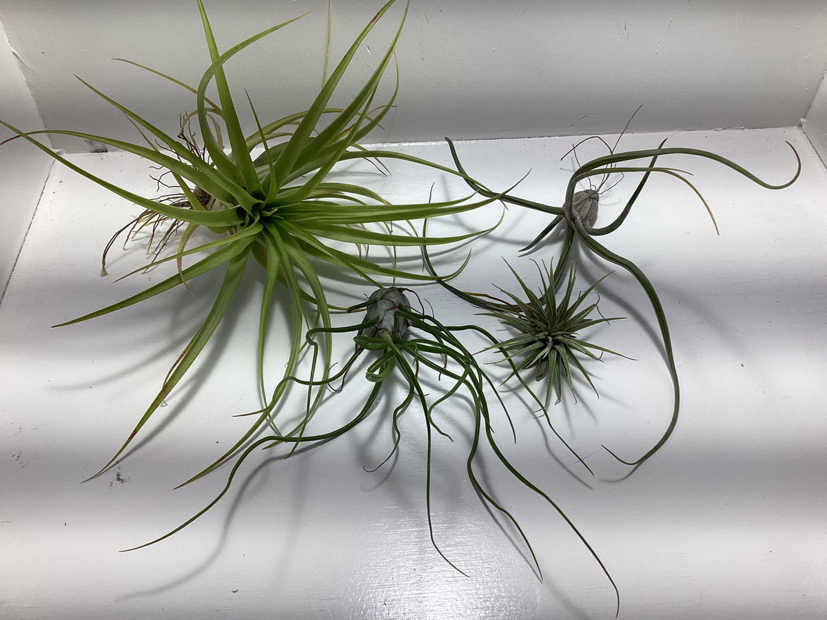Tillandsia “Air Plant” assortment