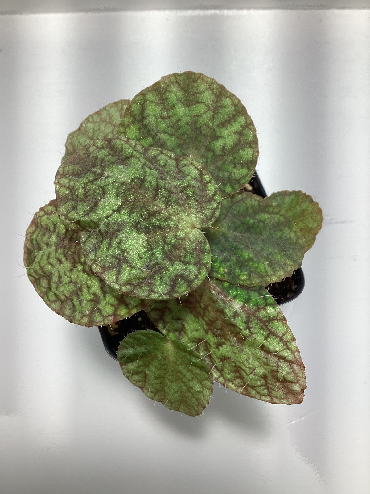 Begonia longiciliata ‘Sizemoreae’