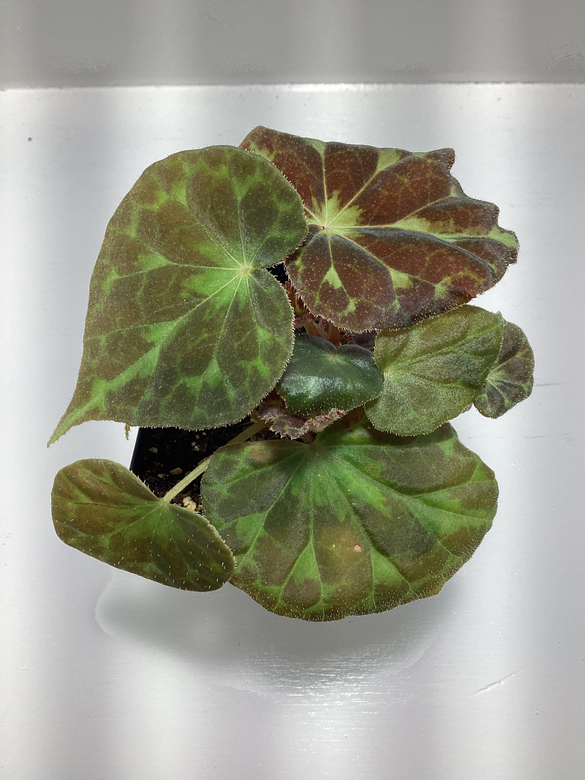 Begonia Barsalouxiae
