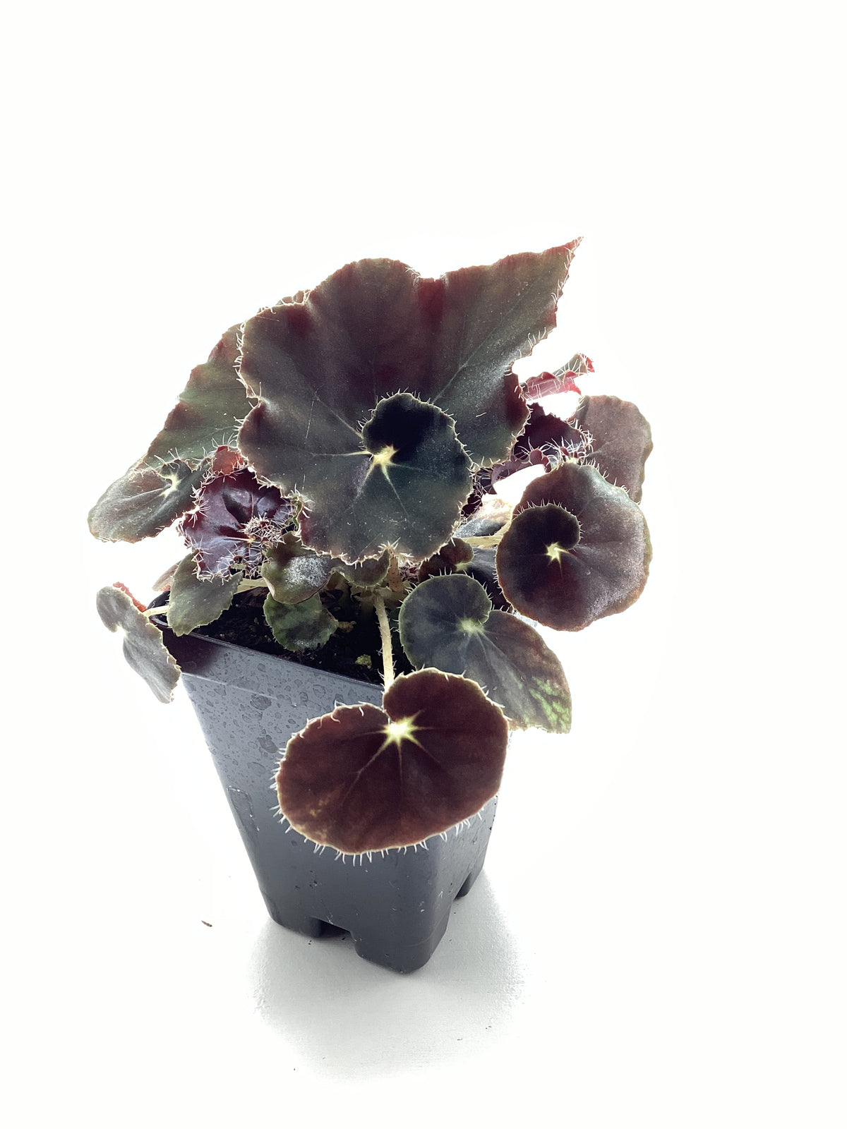 Begonia ‘Black Mamba’